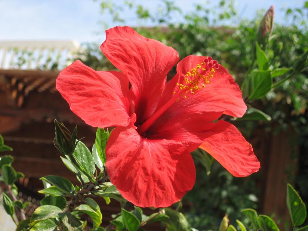 Villa Shahrazad Hurghada Zewnętrze zdjęcie